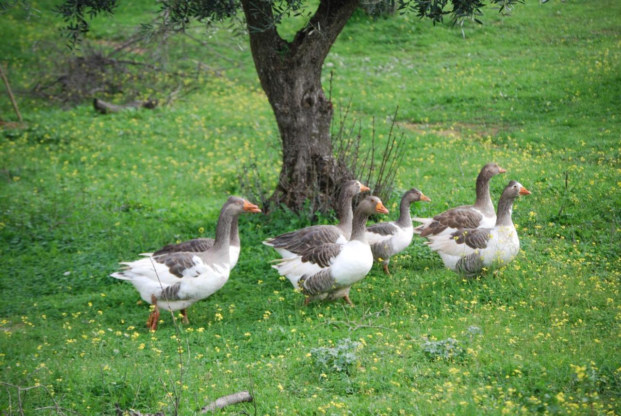 Herdade Do Monte Outeiro - Turismo Rural Venda  Екстериор снимка