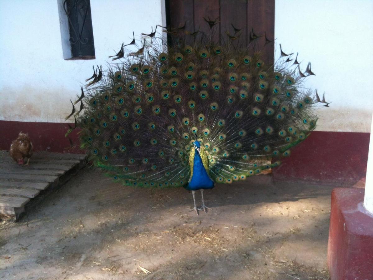 Herdade Do Monte Outeiro - Turismo Rural Venda  Екстериор снимка