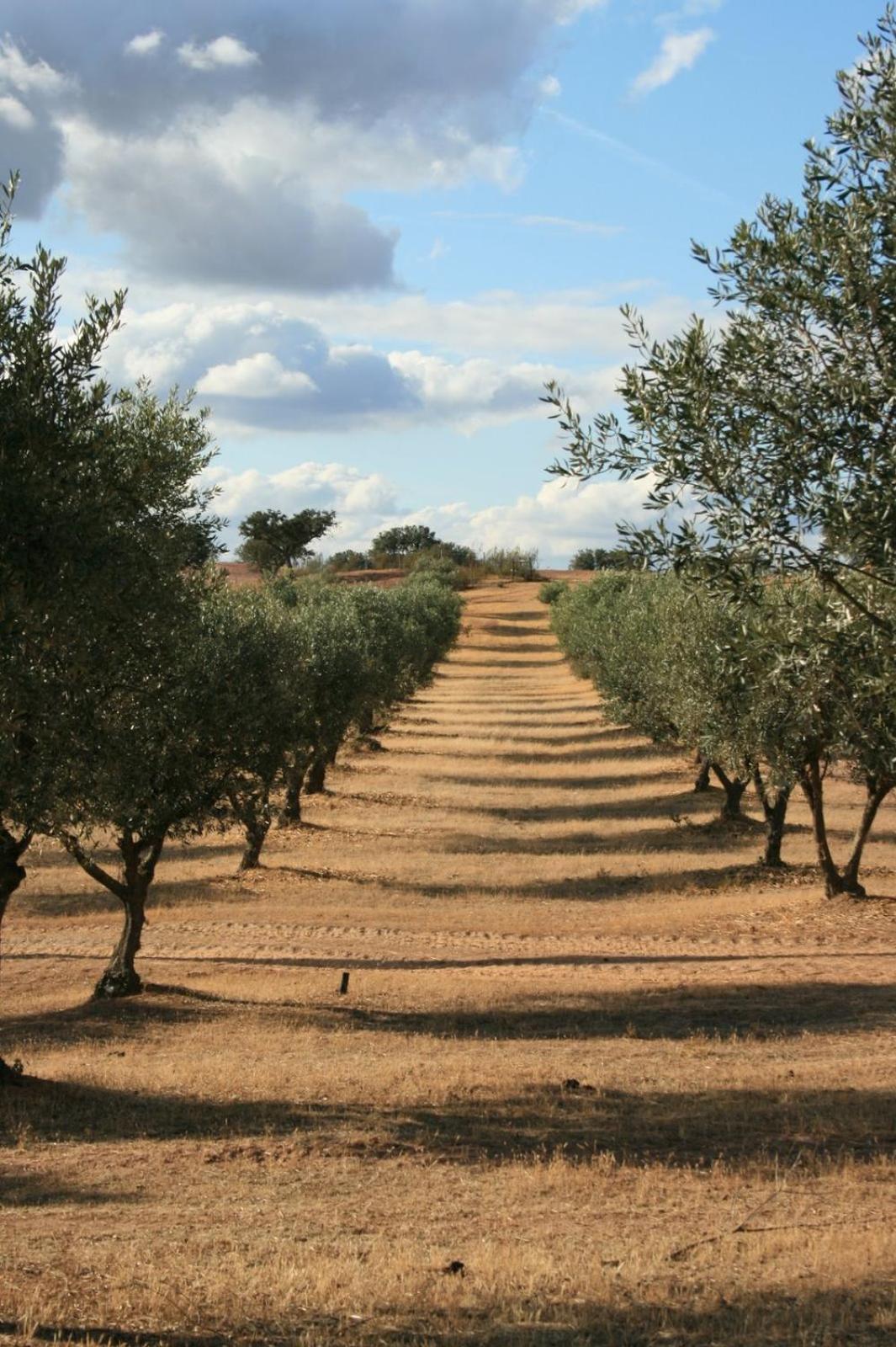 Herdade Do Monte Outeiro - Turismo Rural Venda  Екстериор снимка